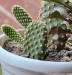 Yellow Bunny (Budded)